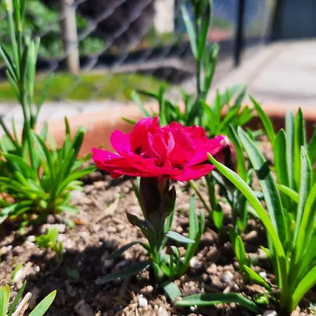 加佐拉住宿加早餐旅馆 乡村民宿